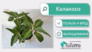 Каланхоэ – домашний доктор! Польза и вред растения