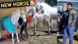 NEW Horse Or FILLY Laane Ki Tyari Shuru Hogyi ( NEW MEMBER OF PEHELWAN FARMS )