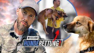 Neuanfang in Deutschland: Ein Happy End für gerettete Hunde | Mission: Hunderettung