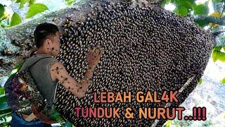 Cara Hipnotis Lebah Gal4k Tunduk dan Jinak Sama Kita, Ribuan Tawon Liar Pasrah di Panen Madunya!!