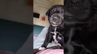 My Cute Honey #shorts #youtubeshorts #dog #dogvoice #dogvideos