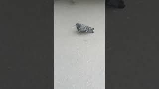 Этому голубю осталось жить 15 минут \ This pigeon will die in 15 minutes