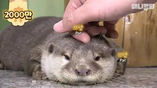 What Happened After Rescuing A Nearly Dying Baby Otter Is..