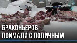 Охотились в заказнике и убили девять косуль: под Здвинском похозяйничали браконьеры