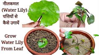 Growing Water Lily (नीलकमल)  From Leaf#shorts