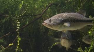 Eustis Freshwater Fisheries Research Lab