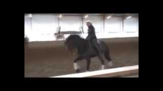 Dressage horse for sale. New service Private Premiere Samba Queen (Sir Donnerhall x Lord Liberty)