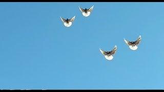 Beautiful High Flying Russian Nikolaevskie Pigeons