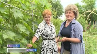 Сезон забот. Как ухаживать за виноградом.