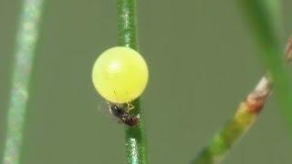 Trichogrammatidae : Trichogramma gicai parasite des oeufs de Papilio machaon