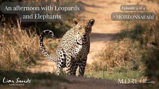 #MOREOnSafari- Lion Sands Game Drive: Episode 4