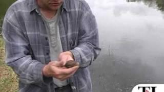 Spring herp series: American toad - timesleader.com