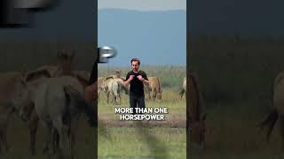 DID YOU KNOW - HORSE POWER EDITION