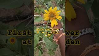 first sunflowerat my garden  #organic #garden #harvest