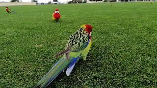 Wild Playful Rosella