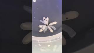 Have you ever seen an octopus egg hatch?  #octopus #ocean #shorts #viral #trending #pakistan #egg