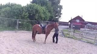 Training a problem horse in Sweden - Ali Al Ameri