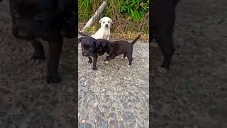 Very cute Puppy's ️ | Street dogs  | Black & White doggie  |