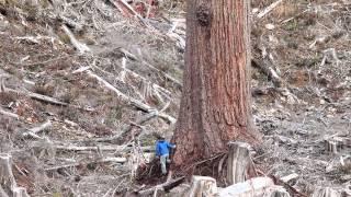 "Big Lonely Doug" - Canada's 2nd Largest Douglas-fir Tree