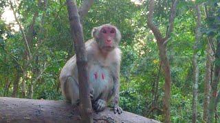 Jane monkey daily live possible, She  waiting for her lovely Janna and Jazzy in evening to home wood