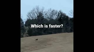 Black and Tan German Shepherd  v/s a Deer - Venturing Outdoors #shorts
