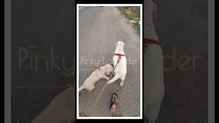 Friendship BondingPinky#viral #lab #trending #shortvideo #shots #ytshorts #labradorpuppy