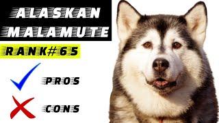 Alaskan Malamute Pros And Cons | The Good AND The Bad