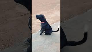 Baby Dog  Barking Sound 15 #shorts #dogsound #puppysounds #dogvoice #barking