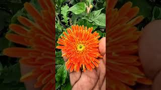 Gerbera flowering plant#plantsgarden #shortsvideo