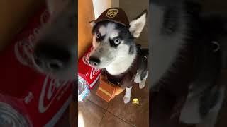 Leah The Ups Dog 
