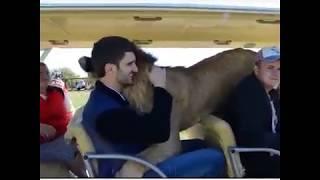 Lion hug tourist | Taigan Lion Park