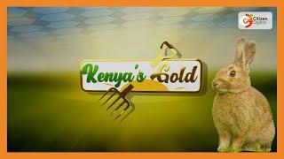 | Kenya's Gold | Rabbit Farming - Gold Feature