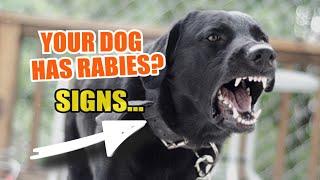 HOW TO Tell if your DOG has RABIES ️ ¡Warning Signs!