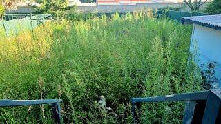 I Almost DIED Push Mowing 8 FOOT WEEDS & TALL LONG GRASS - A Lawn Makeover For The History Books!