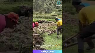 Farming Level: EXPERT!  That Foot Plow Thing is WILD  #farming #skills #oddlysatisfying #teamwork