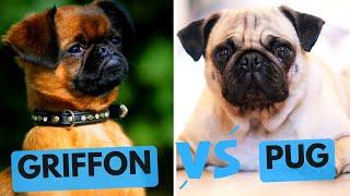 Pug vs Brussels Griffon (Petit Brabancon) - Dog Breed Comparison