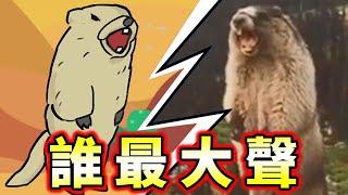 傳說的比大聲對決！建議放大音量觀看（確信【伝説の大声バトル】Screaming Marmot Legendary loud battle