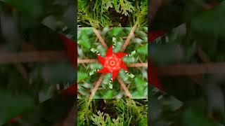 Satisfying Kaleidoscope Effect Amazing Street Patterns Nature  #kaleidoscope #satisfying #shorts