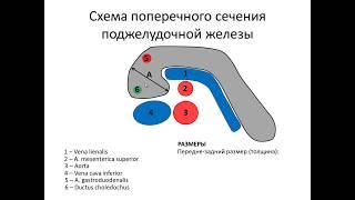 Ультразвуковая  анатомия поджелудочной железы