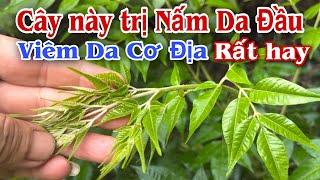 Cây này trị Nấm Da Đầu, viêm da cơ địa rất hay. @PHAN HẢI Channel