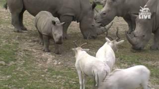 Jala face Addax antelopes