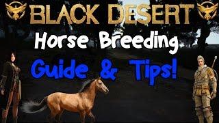 Black Desert Online: Horse Breeding Guide and tips!