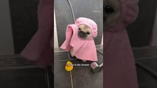 If Loulou had a 9-5 job ‍ #pug #dog #funny