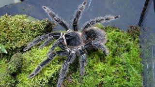 Lasiodora parahybana , LP ,Salmon Pink Birdeater rehouse and care