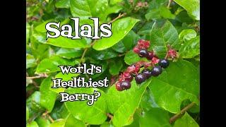 Salal Berries: World's Healthiest Berry?