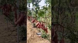 Airborne Sweet Potato Farming