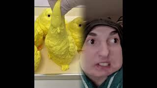 (Бегу) (Стой) (Поправляю одежду) (Держу розу) Эй, детка. ヾ(´︶`*)ﾉ