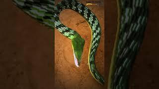 Green Vine Snake  | Snakes Of Coorg | Naveen Raki |