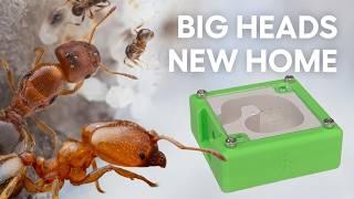 Moving My Big Headed Ants Got CRAZY
