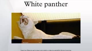 White panther